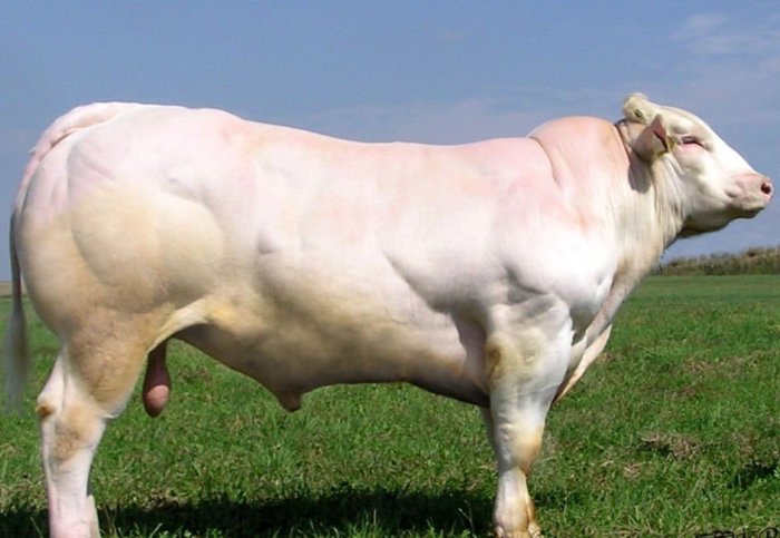 Bull on intensive fattening