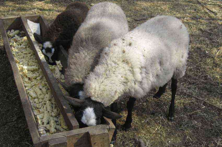 How to properly feed sheep: in winter, breeding rams, after lambing, young animals, feed norms