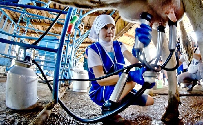 Milking a first-calf cow with a machine