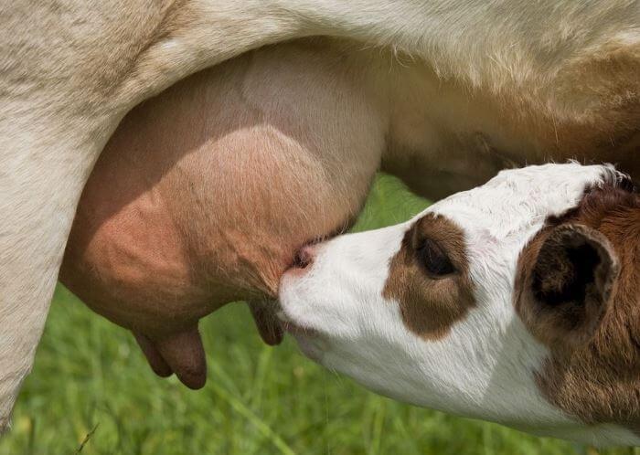 Signs of udder swelling