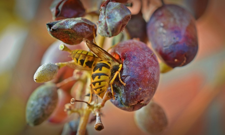 How to save grapes from wasps and bees?