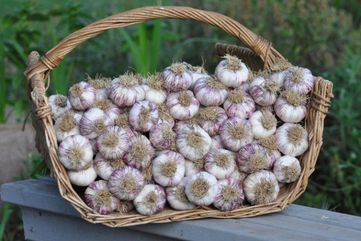 How to store garlic?