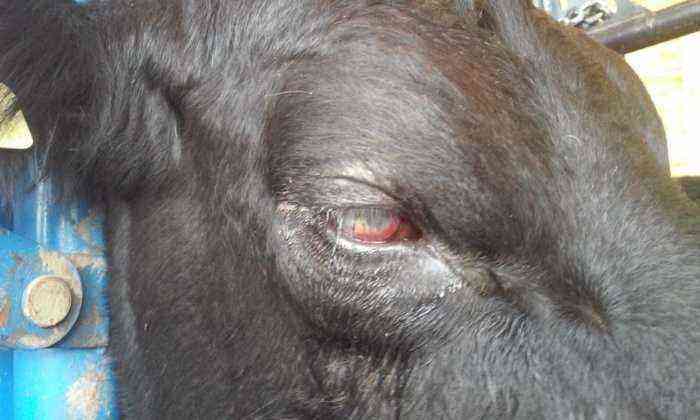 How to treat a thorn in the eye of a cow?