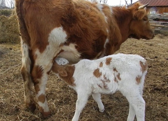 Infection from mother through milk