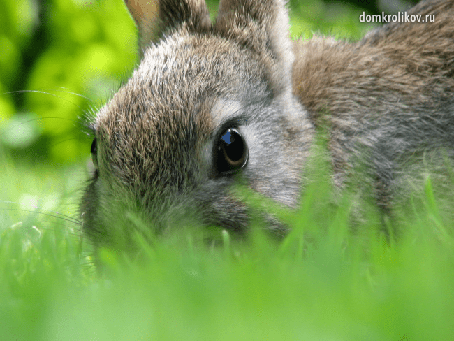 How to treat hemorrhagic disease of rabbits?