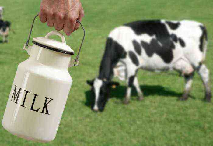 How to treat latent mastitis in a cow?
