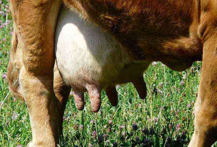 How to wean a cow from kicking during milking?