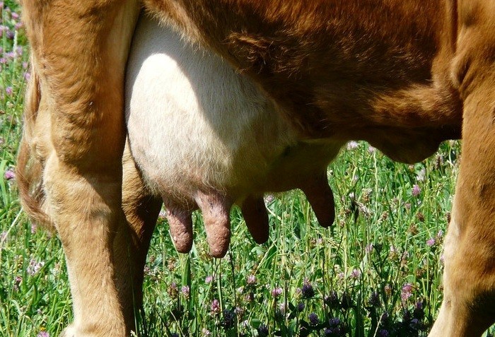 Mastitis in cows