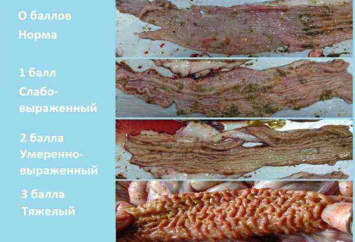Scoring of intestinal lesions in ileitis