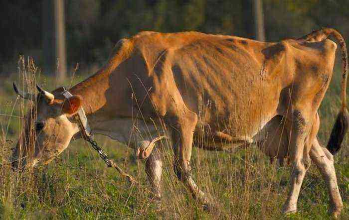 Infectious and non-infectious diseases of cattle