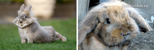 ウサギの感染性鼻炎：主な原因、予防および治療の方法