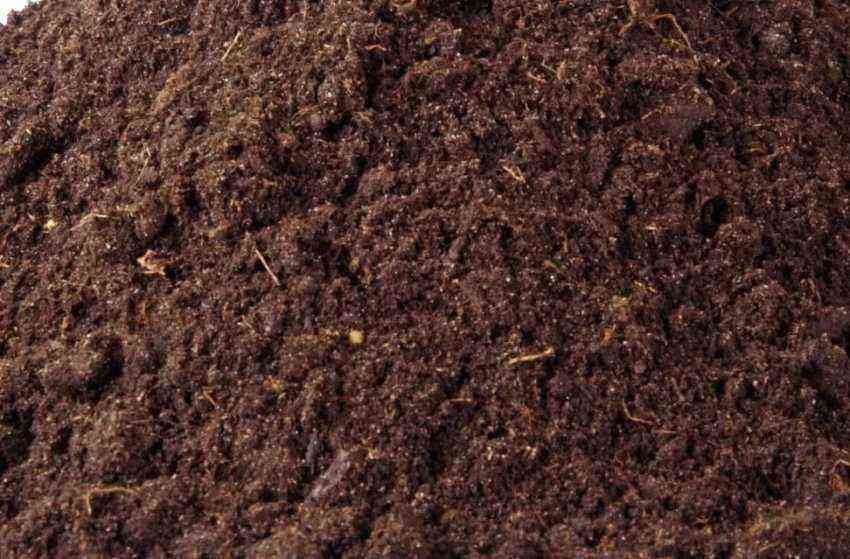 Is it possible to use sheep manure or humus to fertilize the garden