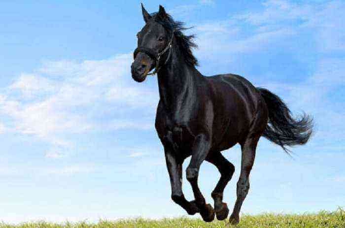 Kabardian horse breed