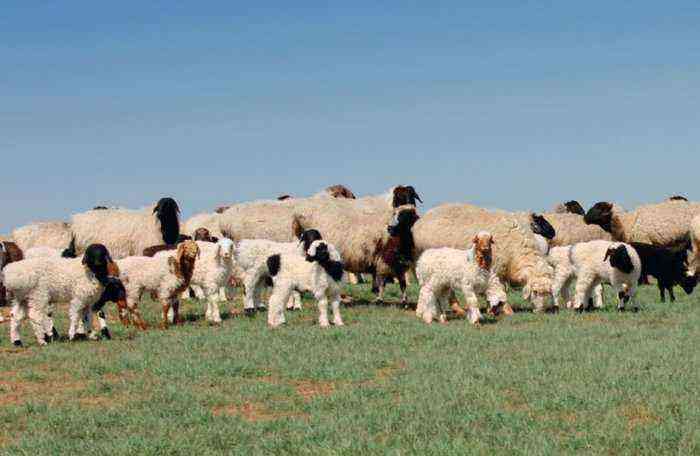 Kalmyk breed of sheep on pasture