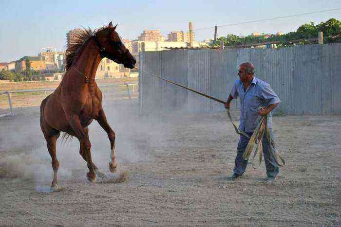 Karabakh horse breed