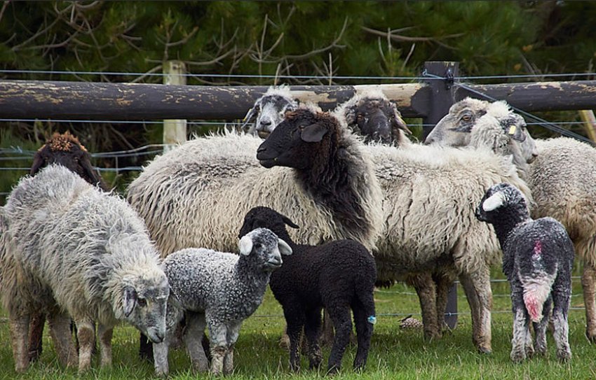 Sheep of astrakhan breed