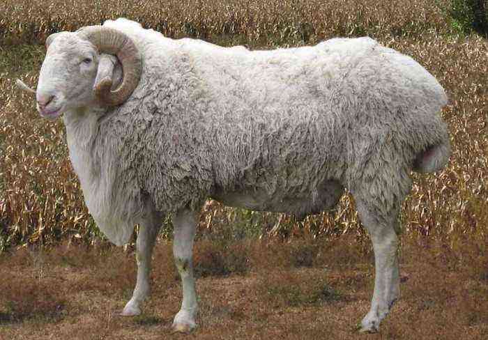 Description of Karakul sheep
