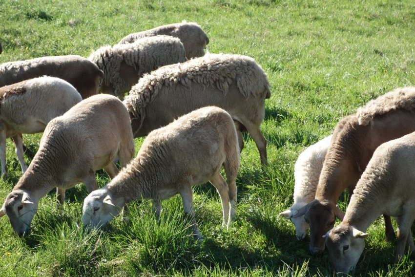 Katum sheep in the pasture