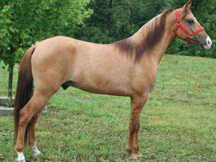 Light brown horse