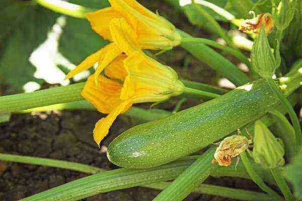 Kawili zucchini is an ultra-early and productive hybrid