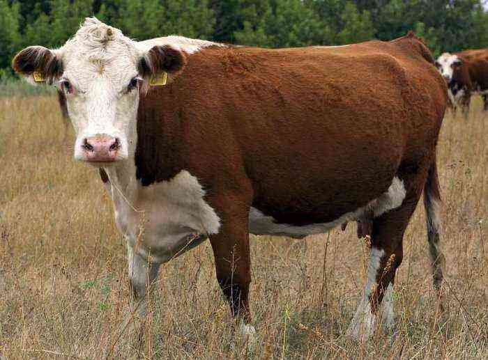 Kazakh white-headed breed of cows