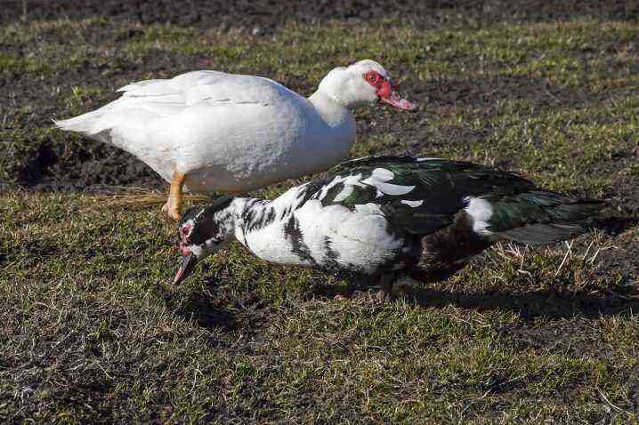 Keeping musky ducks at home, breeding and care, description of mute duck breeds, growing for meat