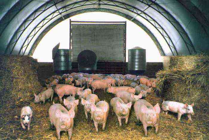 Keeping pigs using Canadian technology