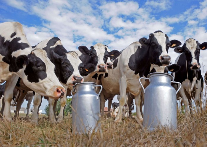 Reducing the period of high milk production