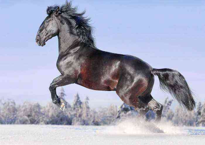 Kladrub horse breed