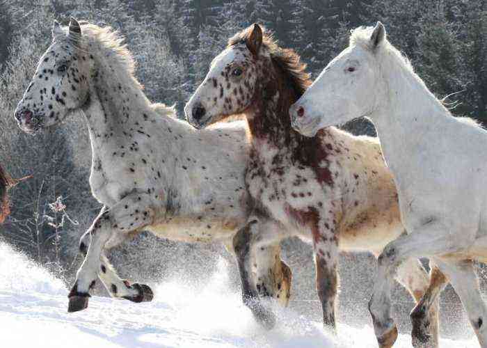 Knabstrupper horse breed