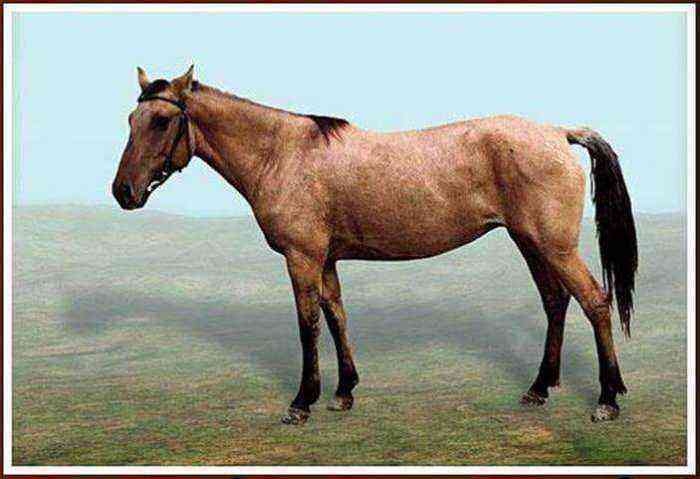 Kyrgyz horse breed