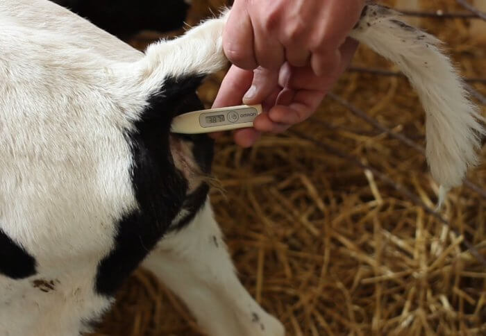 Temperature measurement in a sick calf