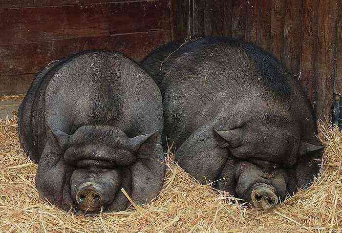 Life expectancy of pigs of different breeds
