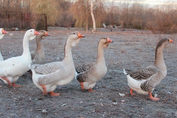 Javakhetian geese