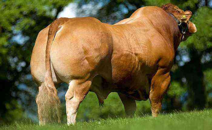 Limousin cow breed