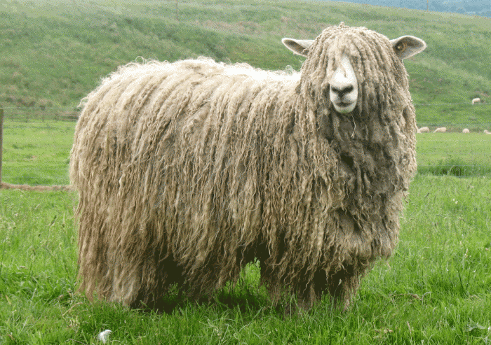 Lincoln sheep