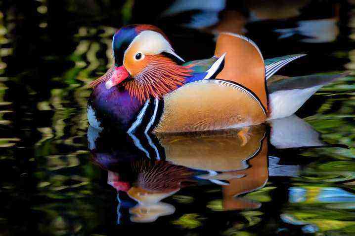 Mandarin duck where does it live and why is it interesting? Description of the “Chinese” bird. What do females and males look like? What do they eat?