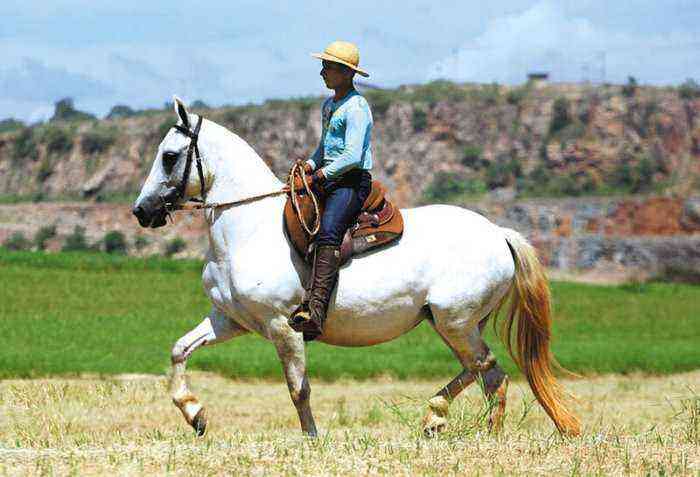 Mangalarga marshador horse breed
