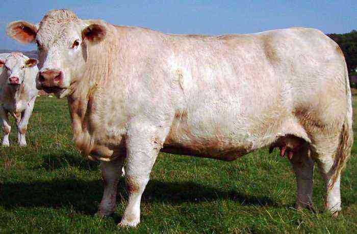 Meat breeds of cattle