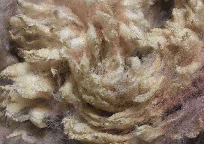 Merino sheep: the dignity of the breed, care, the value of wool