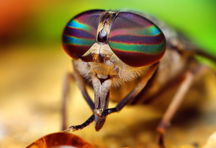 A horsefly bite can cause illness
