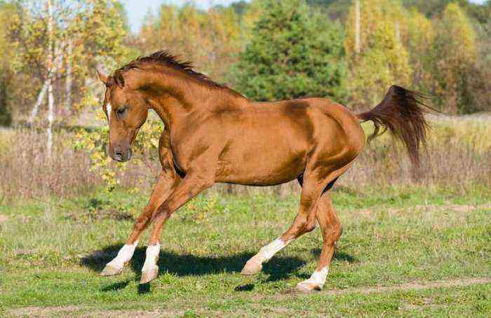 Nogai horse breed