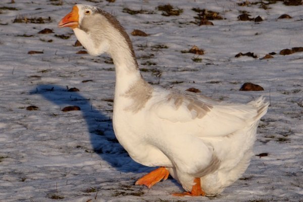Overview of Kholmogory geese