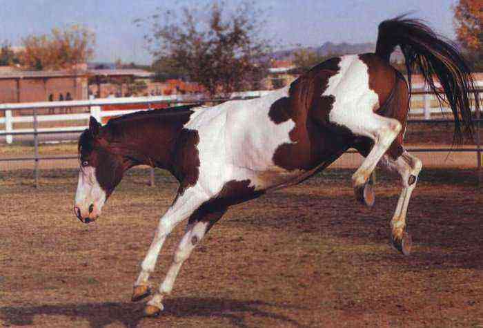 Piebald horse color