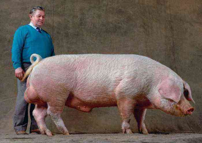 Pig breed Landrace