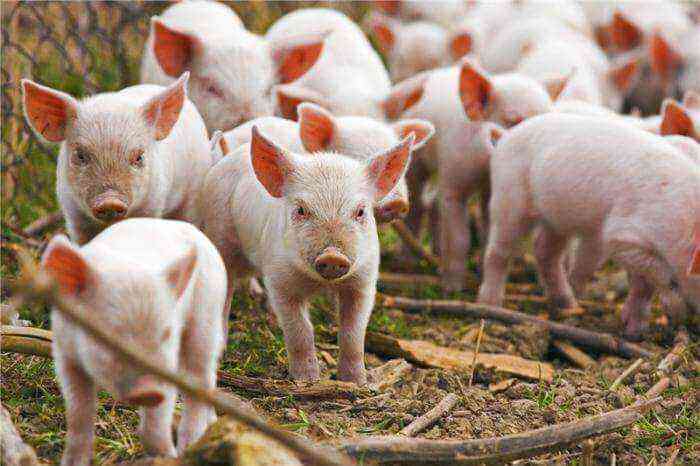 Pig farming as a business