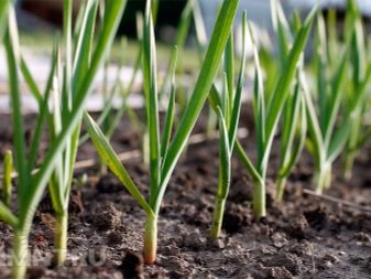 Planting garlic before winter