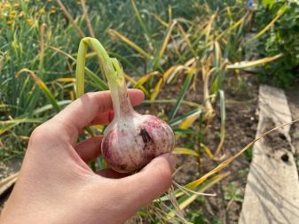 Plantarea usturoiului primăvara