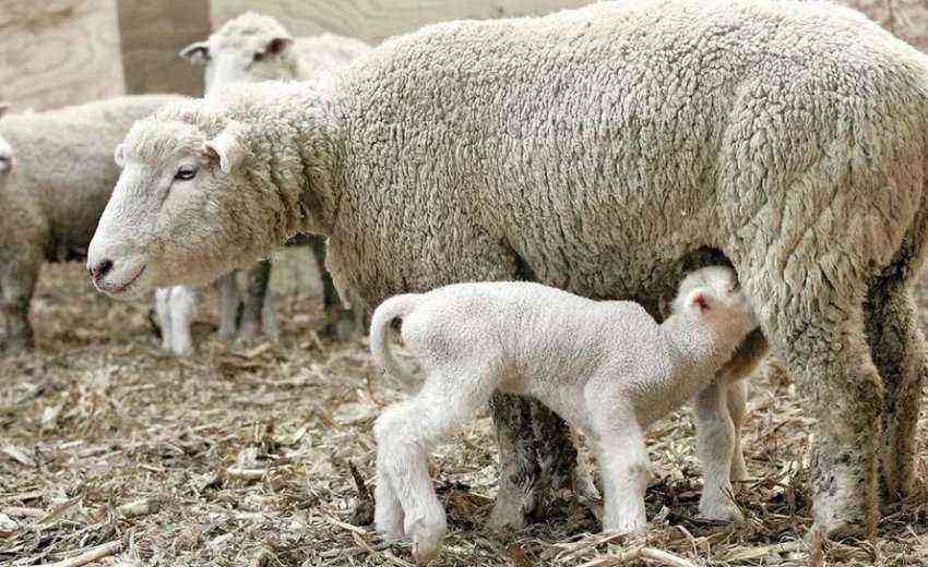 Powdered milk for lambs: how to choose and dilute the mixture or milk