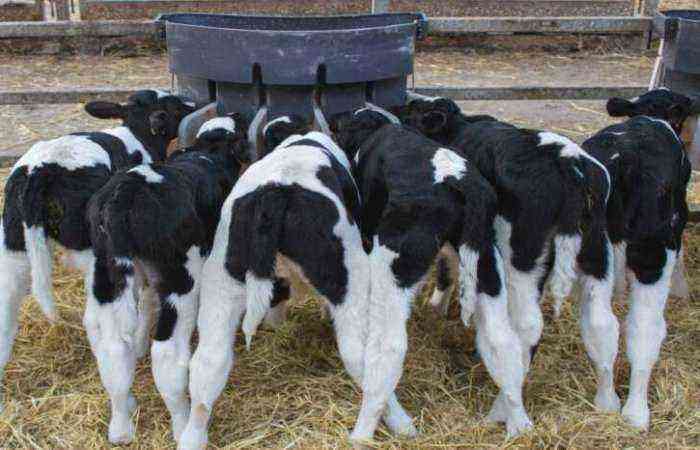 Premixes for cows and calves